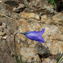 Harebell