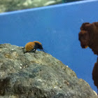 Velvet ant