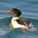 Goosander or Common Merganser (male)