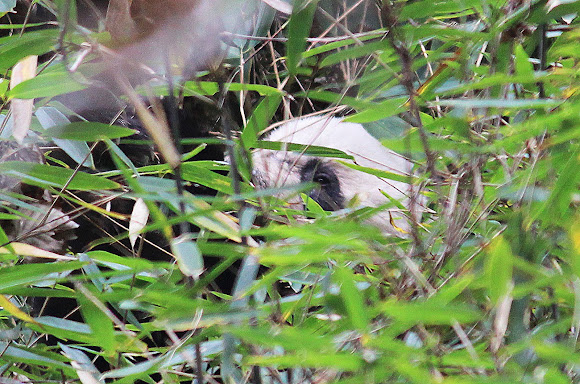 Spotting Image 1