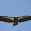 California Condor