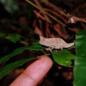 Brown leaf chameleon