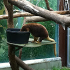 Matschie's tree kangaroo 