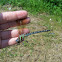 Swamp Darner