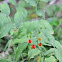 Twisted-Stalk