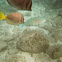 Parrot fish