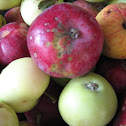 Apples
