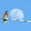 Eastern Bluebird