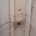 Grass Spider