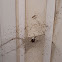 Grass Spider