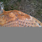 Barn owl