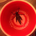 Eastern lubber grasshopper