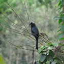 Racket tailed drongo