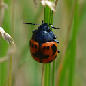 Swamp Milkweed Leaf Beetle