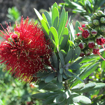 Kamehameha Schools Kapalama Campus Biodiversity Challenge