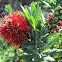 'Ohi'a lehua