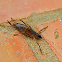 Grasshoper nymph