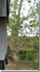 Bees entering a home
