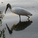 Wood Stork