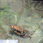 Cane Toad