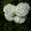 Viburnum