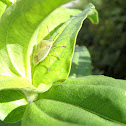 Green Soldier Bug