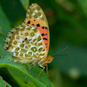 Silver-washed Fritillary