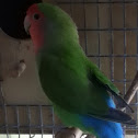 Lovebirds