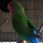 Lovebirds