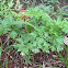 Parsley
