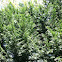 Leyland Cypress