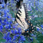 Tiger swallowtail butterfly