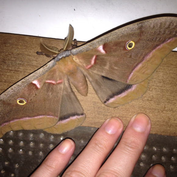 Spotting Image 1