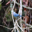 Blue-gray Tanager