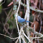 Blue-gray Tanager