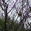 Palm warbler