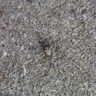 Unknown spotting
