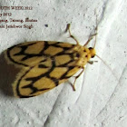 Footmen Moth