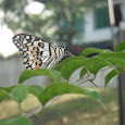 Butterflies of Singapore