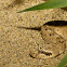 Sidewinder