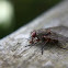 Fly (Dipteran)