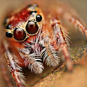 Jumping Spider