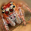 Jumping Spider