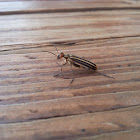 Striped Blister Beetle