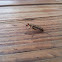 Striped Blister Beetle