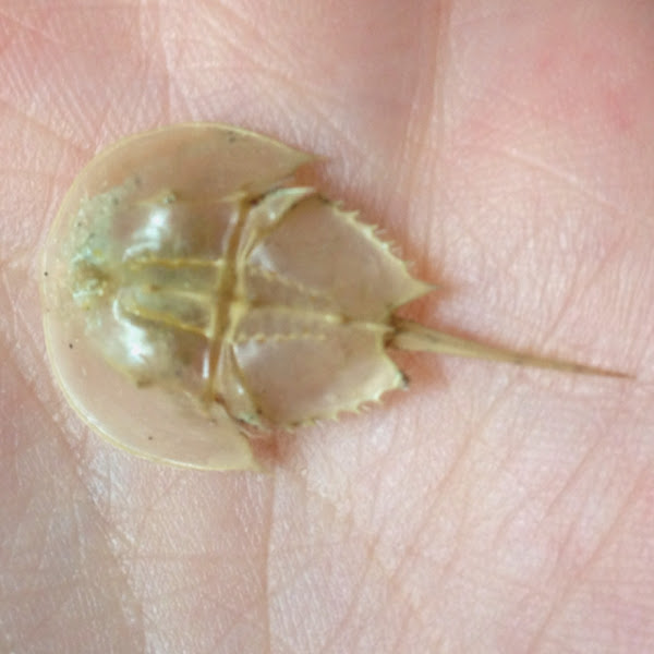 Atlantic Horseshoe Crab molting Project Noah