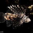 Lion-fish.