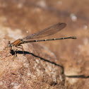 Damselfly