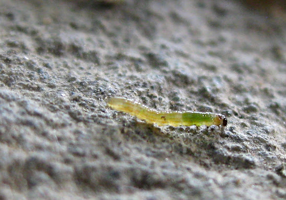 Spotting Image 1