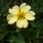 Sulphur Cinquefoil
